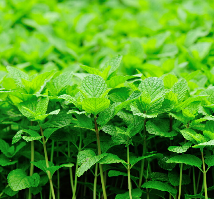 楽天市場 希少 国産 ペパーミント 5g 農薬不使用 自然栽培 安心 安全品質国産 北海道産 100 ミント ハッカ セイヨウハッカ ミンタ ミントティー ミント茶 スパイスハーブ ハーブティー サンタローサ
