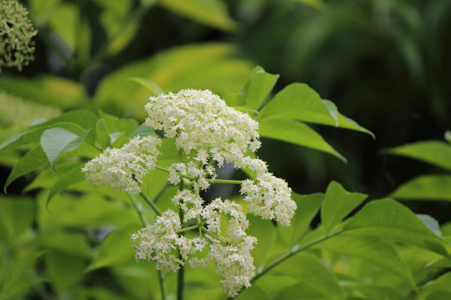 エルダー フラワー 花 言葉