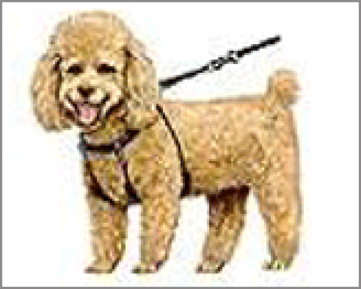 楽天市場】【引っ張り防止・ハーネス】 サイズ〔S〕 特価提供