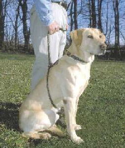 MDyC[W[g[i[z@@@TCYkSl@@@@@񋟁I