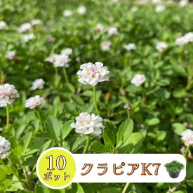 クラピア K7 10ポット 苗 9cmポット グランドカバー プランツ 庭 イワダレソウ改良種 屋上 緑化 耐寒性 多年草 ガーデニング