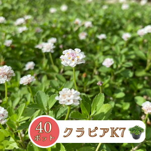 yL@ꔭ엿50gv[gzNsA K7 40|bg c 9cm|bg OhJo[ vc  C_\Eǎ  Ή ϊ N K[fjO