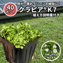 【肥料50gプレゼント】クラピア K7 k7 40ポット 苗 9cmポット グランドカバー プランツ 庭 イワダレソウ改良種 緑化 …