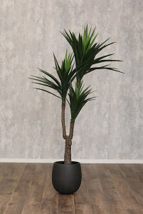 AȃtFCNO[ bJ tFCNO[ ^ ϗtA 180cm  A   CeA  傫  VR A[g ͂Ȃ