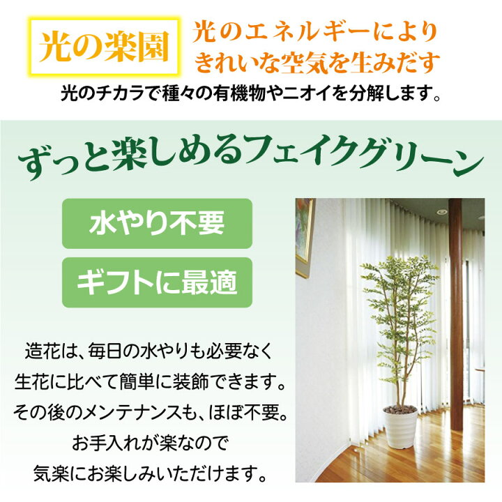 楽天市場】光触媒 光の楽園 ドラセナコンパクタ1.25 185K200約 幅50 