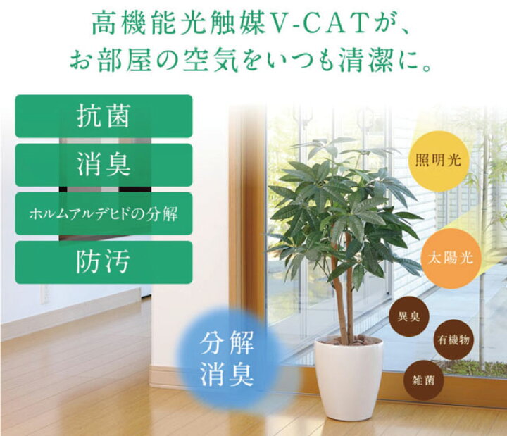 楽天市場】光触媒 光の楽園 ドラセナコンパクタ1.25 185K200約 幅50 