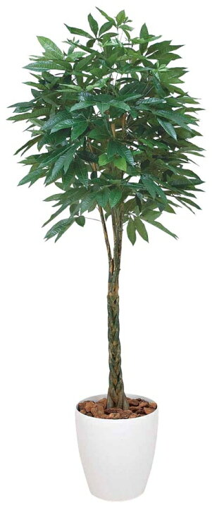 楽天市場】光触媒 光の楽園 パキラ1.6 139R600約 幅75×奥行75×高さ 