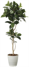 光触媒 光の楽園 ゴムの木1.82024A350人工植物 造花 フェイクグリーン おしゃれ インテリア フロアタイプ 屋内対応型約 幅65×奥行65×高さ180cm
