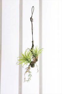 G} ̊y GA[vcW | 647K50 19×s19×54cmlHA  tFCNO[  CeA ^ Ǌ| ǖ ~j nMO