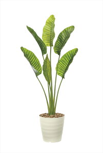 屋外 観葉植物 大型の人気商品 通販 価格比較 価格 Com 屋外 観葉植物 大型の人気商品 通販 価格比較 価格 Com