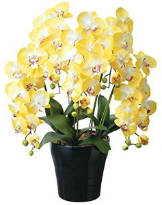 G} ̊y NC[Ӓ5{Y 448A150 53×s50×74cmlHϗtA  tFCNt[ t[AWg A[gt[  CeA Mtg j