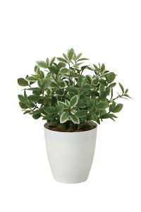 yubNtCf[2020P3{zG} ̊y ~j[t 2268A50 25×s25×36cmlHA  tFCNO[  CeA ^  ~j