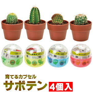 種 栽培キット サボテンの人気商品 通販 価格比較 価格 Com