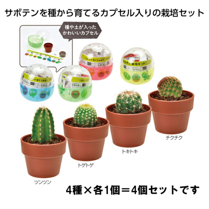 楽天市場 育てるカプセル サボテン 4種セット おもちゃの三洋堂