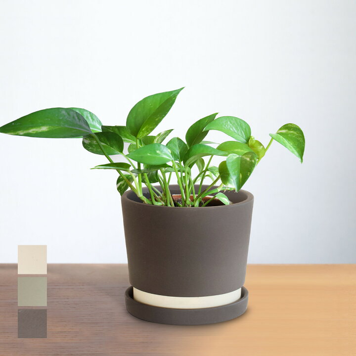 楽天市場 シンプルでおしゃれなプランター 植木鉢 寄せ植えや観葉植物の鉢植えおすすめ B2c セラミック プランター ミニ サラサデザインストアsarasa Design Store Sl Iz Sarasa Design Store