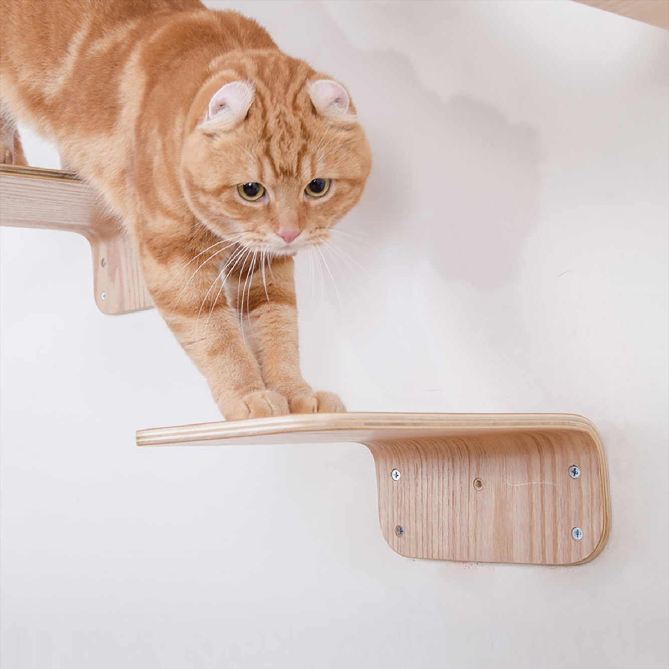 史上最も激安 木製 壁掛け キャットウォーク 猫 ペット用品 - キャットタワー - hlt.no