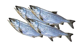 yzykCYz[V4i10kgOj]yAz