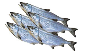 yzykCYz[V5i10kgOj]yAz