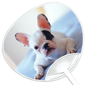 子犬・子猫うちわシリーズ『フレンチブルドッグ』 〜他の店では絶対買えない当店オリジナルのうちわです〜 お祭り・イベントには粋な団扇で!