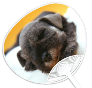 子犬・子猫うちわシリーズ『ミニチュアシュナウザー』 〜他の店では絶対買えない当店オリジナルのうちわです〜 お祭り・イベントには粋な団扇で!