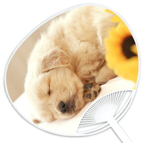 qEqLV[YwS[fgo[x `̓Xł͐ΔȂXIWîł` ՂECxgɂ͐ȒcŁI