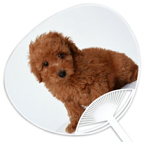 子犬・子猫うちわシリーズ『トイプードル』 〜他の店では絶対買えない当店オリジナルのうちわです〜 お祭り・イベントには粋な団扇で!