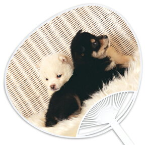 子犬・子猫うちわシリーズ『柴犬』 〜他の店では絶対買えない当店オリジナルのうちわです〜 お祭り・イベントには粋な団扇で!