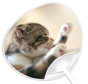 子犬・子猫うちわシリーズ『スコティッシュフォールド』 〜他の店では絶対買えない当店オリジナルのうちわです〜 お祭り・イベントには粋な団扇で!