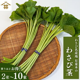 まとめ買いが超お得！なんと最大5,000円以上OFF！送料無料(本州のみ) 「わさび茎2束～10束」 静岡 有東木 わさび名産地　お店