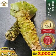 最大3,000円OFF！ 静岡県産 根わさび 大・中・小 【約5人前~】「生わさび大・中・小」 ワサビ 山葵 静岡…