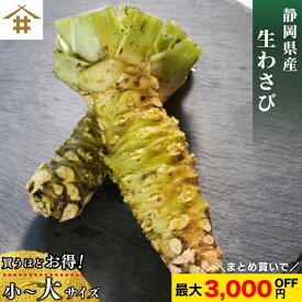 まとめ買いがお得！なんと最大3,000円OFF！送料無料(本州のみ) 静岡県産 根わさび 大・小 【約5人前~】「生わさび大・小」 ワサビ 山葵 静岡県 静岡土産 名産 特産品 ご当地 お取り寄せ グルメ お店