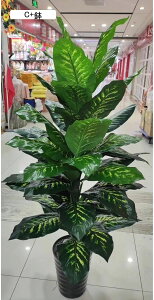 tFCNO[ ʕ A ݂  񂩂 lHϗtA CeAO[ ^ { lHA ϗt lHt ȒPb炸 ͂Ȃ X /O z