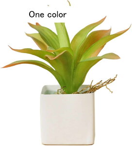 ϗtA CeA A ͂Ȃ MѐA A { ȒPb炸 ~jԊ k ins    X iX K[f u 蕨 ʐ^Be