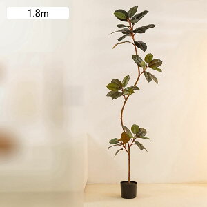 観葉植物 インドゴム」の人気商品一覧・価格比較 - 価格.com