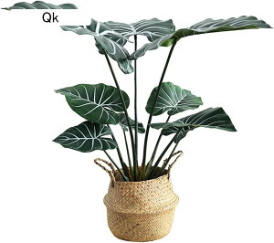 lHϗtA [50cm] ^  lHΐA  GgX  z[ tFCNO[ v[g zj  ̓ O[i[Ct bsv ₷ a