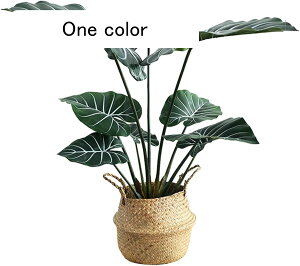 lHϗtA [50cm] ^  lHΐA  GgX  z[ tFCNO[ v[g zj  ̓ O[i[Ct bsv ₷ a