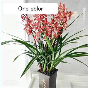  tFCNO[ t ^ A lHϗtA A CeAO[ lHA { ͂Ȃ sv lHt j rO x_ ȃ 