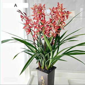  tFCNO[ t ^ A lHϗtA A CeAO[ lHA { ͂Ȃ sv lHt j rO x_ ȃ 