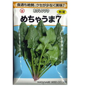 【 めちゃうま7 】 ホウレンソウ 法蓮草 ほうれんそう 種 種子 渡辺採種場