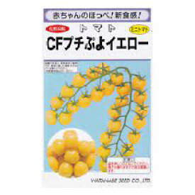CFプチぷよイエロー ミニトマト 渡辺採種場 ミニトマトの種 イエロー