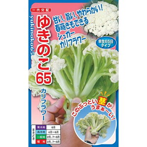 y 䂫̂65 z Jt[  Jt[̎ VK[Jt[ igc