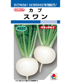 【 スワン 】 カブ 種 蕪 かぶ 種子 タキイ種苗