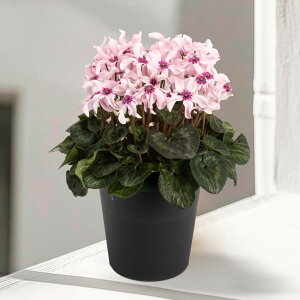 y12{`12{zVNuC[WAsNevNX}X VNj }t    Mtg v[g j JXj a VN̂A sN _  Tg