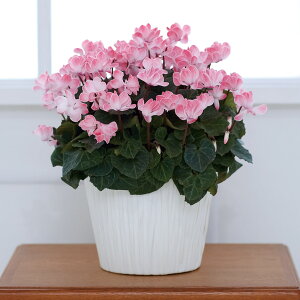 y11{`12{zVNuECNV[vNX}X VNj }t    Mtg v[g j JXj a VN̂A sN _  TgEԓX