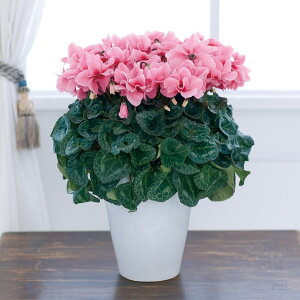 y11{`12{zVNut@t@[vNX}X VNj }t    Mtg v[g j JXj a VN̂A sN _  TgEԓX