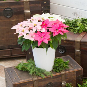 |CZ`AuvZ`AigJ[jvNX}X NX}X   Mtg v[g j JXj a sN  킢 _  TgEԓX