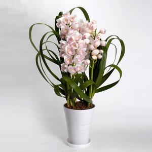 VrW[u}[[TvNX}X NX}X   Mtg v[g j JXj a sN  킢 _  TgEԓX