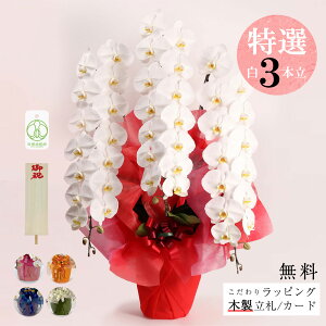 Ӓ 3{   JXjEACjEaɁbiMtg 菑DbsO TgEԓX V܉ԉuyIzj Ӓi3{jbsOAMkؐDt