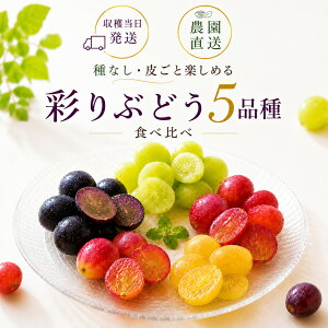 【お買い物マラソン 5%クーポン】ぶどう 5品種 食べ比べ シャインマスカット クイーンルージュ ナガノパープルなど 粒