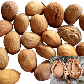 国産 アーモンド 500g 殻付き 防腐剤不使用 アーモンド マルコナ種 希少な 国産アーモンド アーモンド 実 ナッツ 生 アーモンド【smtb-TD】【saitama】